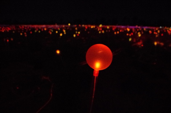 Field Of Light - Ayres Rock, NT (Uluru)
