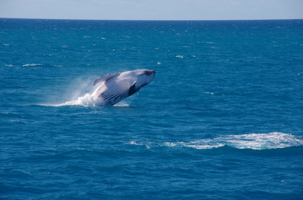 Whales - Hervey Bay QLD
