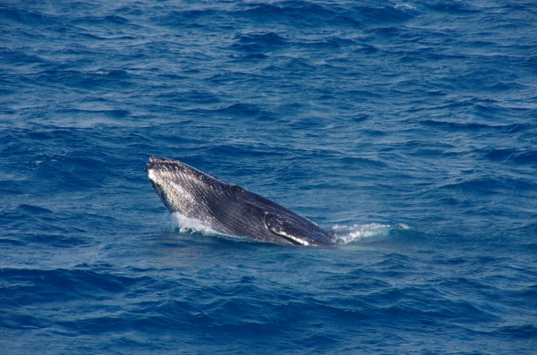 Whales - Hervey Bay QLD
