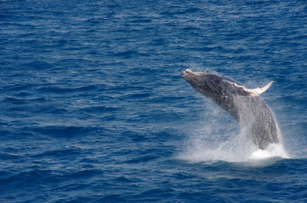 Whales - Hervey Bay QLD
