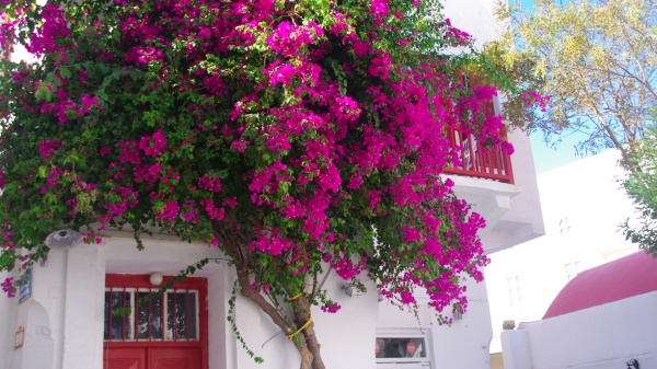 Celebrity Equinox Cruise - Mykonos, Greece
