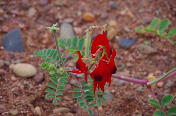 Flinders Ranges - Wilpena Pound
