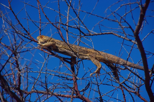 Flinders Ranges - In a tree ?
