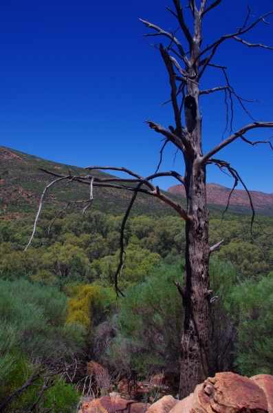 Flinders Ranges - Wilpena Pound
