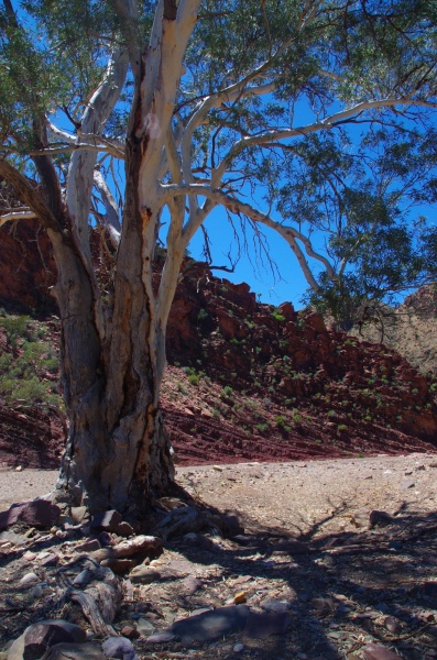 Flinders Ranges
