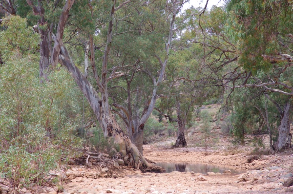 Flinders Ranges - Arkaroola
