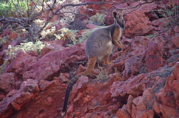 Flinders Ranges - Arkaroola Yellow footed rock Wallaby
