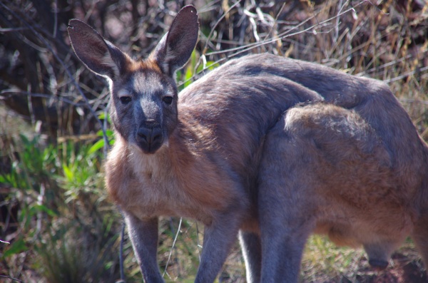 Arkaroola Kangaroo
