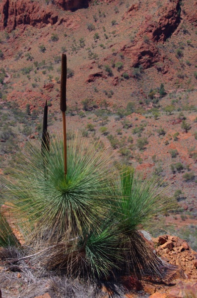 Arkaroola Lookout
