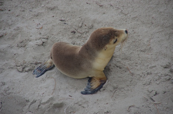 Seal Bay - Seal
