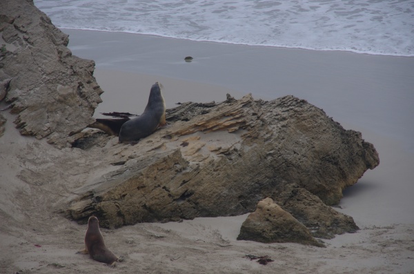 Seal Bay - Seal
