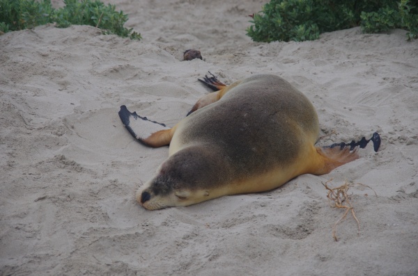 Seal Bay - Seal
