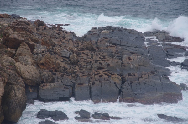 Flinders Chase Seals
