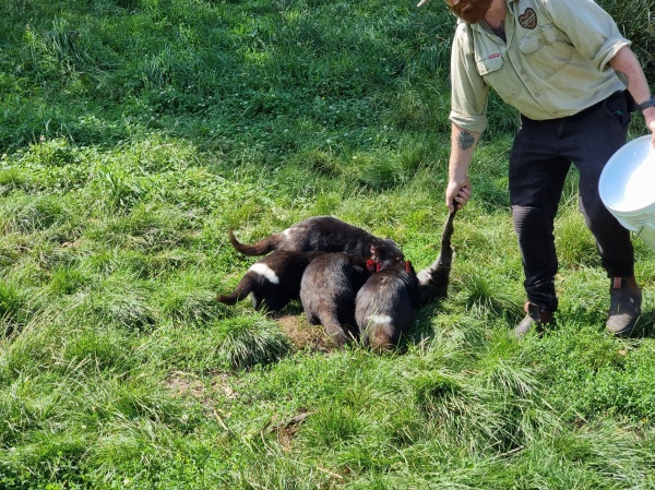Mole Creek - Tassie Devils
