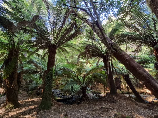 Mount Field National Park
