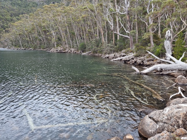 Mount Field National Park
