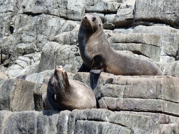 Bruny Island - cruise
