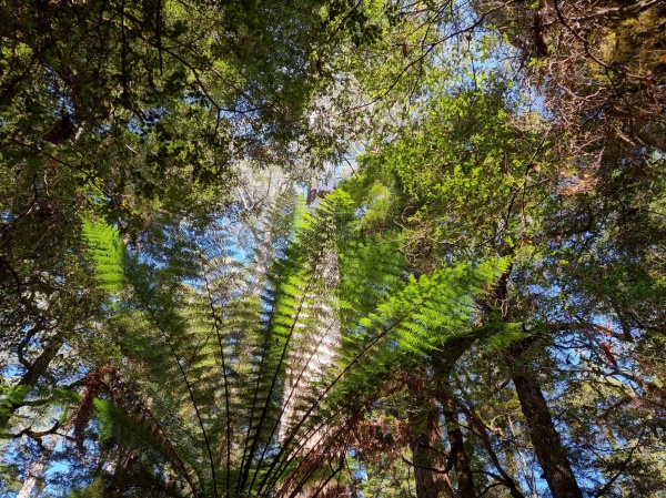 Tarkine Drive
