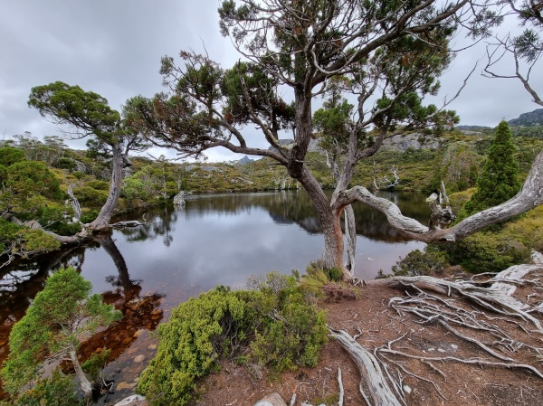 Cradle Mountain

