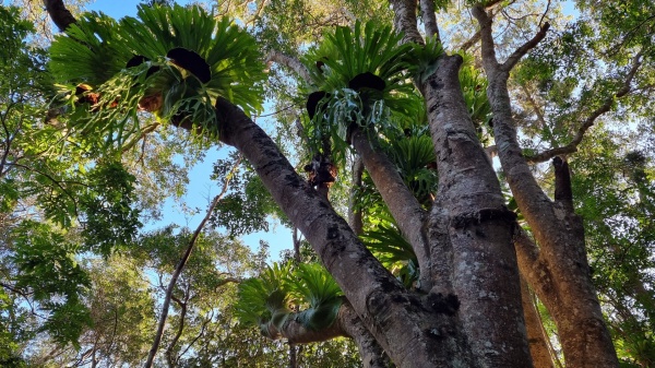 Montville QLD
