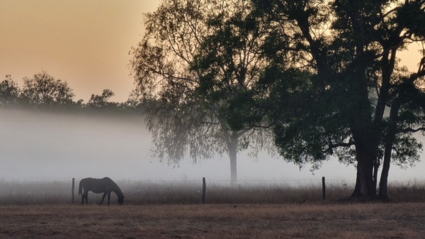 Merluna Station QLD
