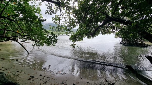 Cape Tribulation QLD
