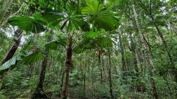 Cape Tribulation QLD
