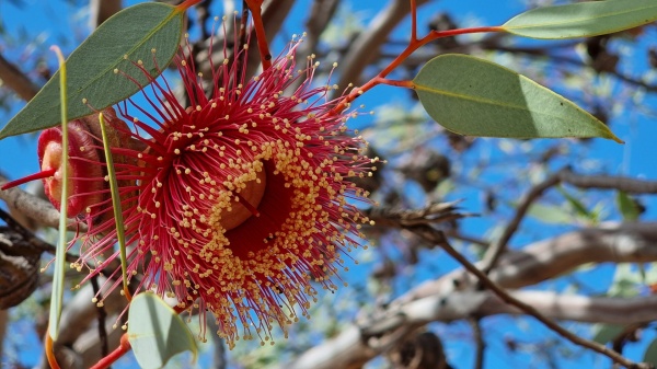 Port Augusta SA
