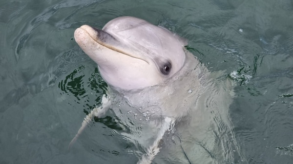 Whyalla SA - Dolphin
