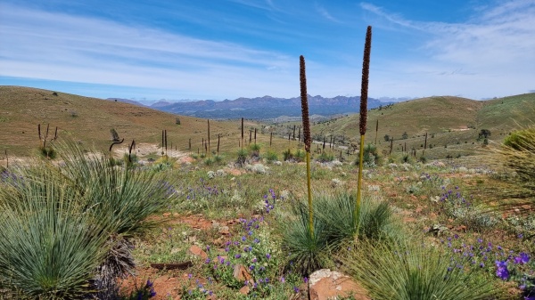 Flinders Ranges SA 
