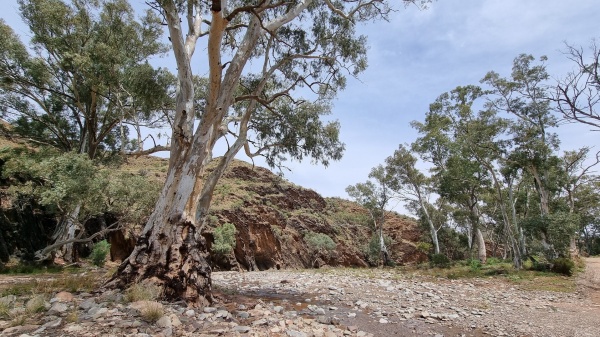 Flinders Ranges SA - Wilpena Pound
