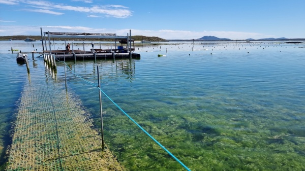 Coffin Bay - Oyster HQ
