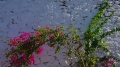 1080p-PIMH1270.jpg
