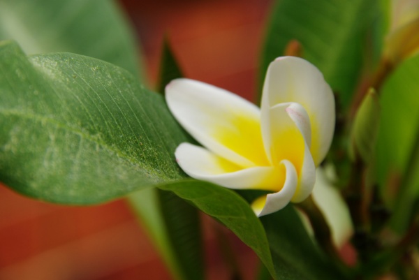 Flower 5
