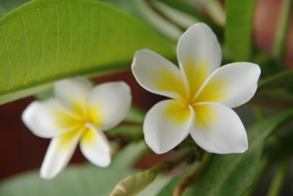 Flower 3
