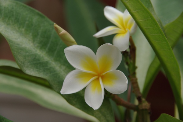 Flower 2
