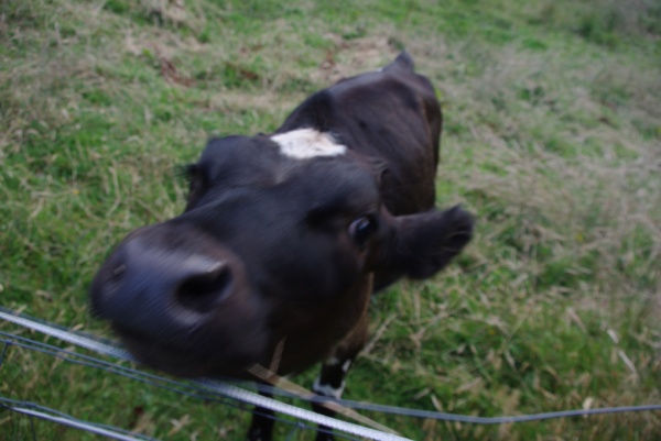 Mooo... Blacks point
