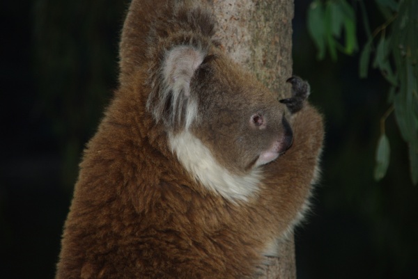 Koala
