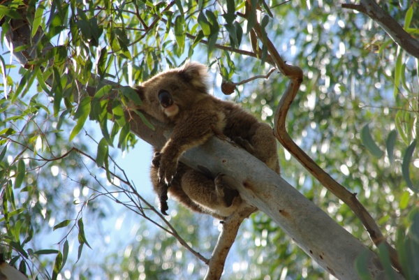 Koala
