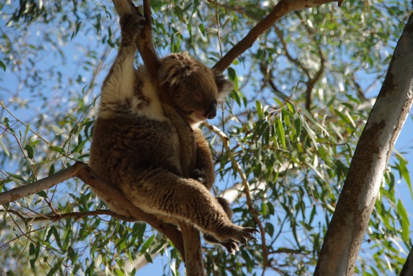Koala
