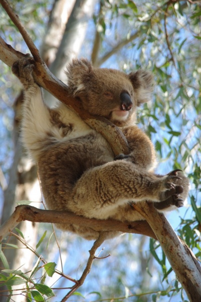 Koala
