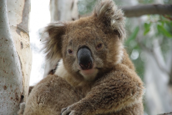 Koala
