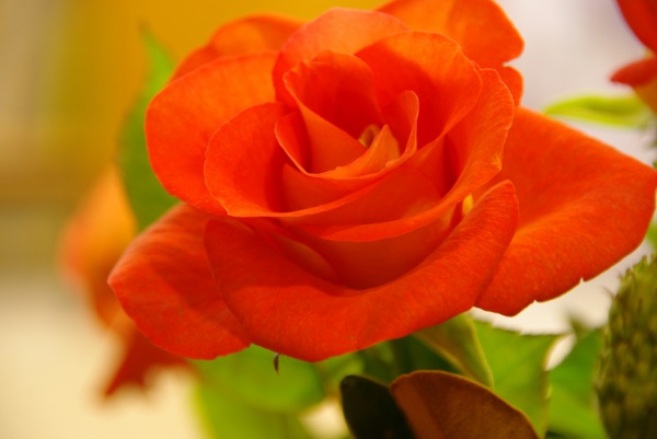 Rose 4
