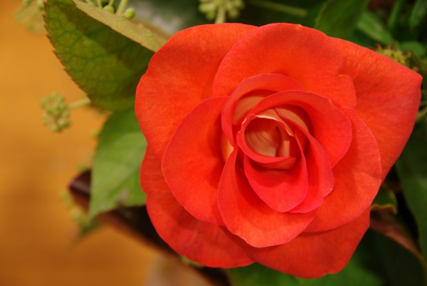 Rose 2
