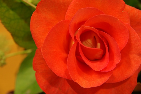 Rose 1
