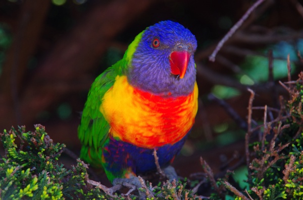 Canberra Bird Aviary
