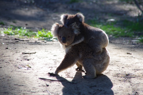 Murray River Koala, Victoria
