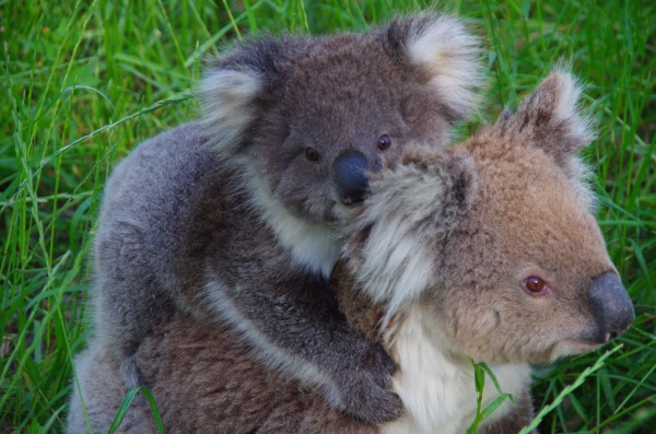 Murray River Koala, Victoria

