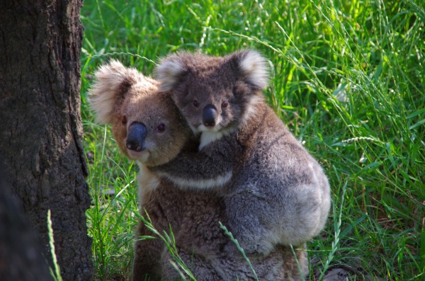 Murray River Koala, Victoria
