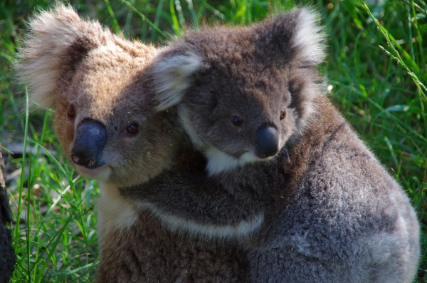Murray River Koala, Victoria
